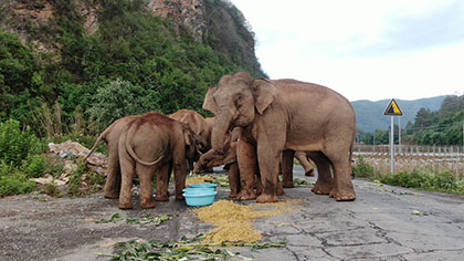 大象去哪兒？ 昨天野象群在玉溪易門活動