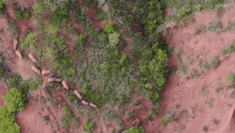 &ldquo;象&rdquo;往何方？ 象群正翻山南行 當(dāng)?shù)赜行蚴枭⑷罕? /></a>
<div   id=