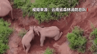 &ldquo;象&rdquo;往何方？野象群持續(xù)向南行進(jìn)