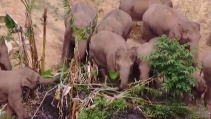 大象去哪兒：專(zhuān)家&mdash;&mdash;消化能力差 象群為美食四處奔波