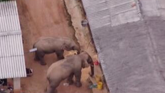 圈粉無數(shù)的&ldquo;大象旅行團&rdquo;走到哪兒了？