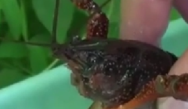 封殺！ 日本擬將小龍蝦指定為外來入侵物種