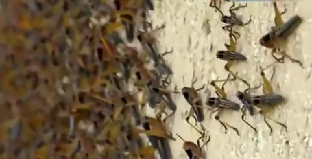 恐怖！ 漫天飛舞 俄邊疆區(qū)遭蝗蟲、瓢蟲侵襲