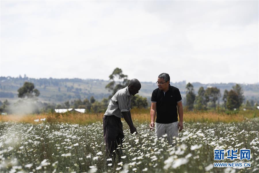 （國(guó)際&middot;中非合作論壇）（1）中國(guó)技術(shù)讓肯尼亞除蟲(chóng)菊種植者受益頗多
