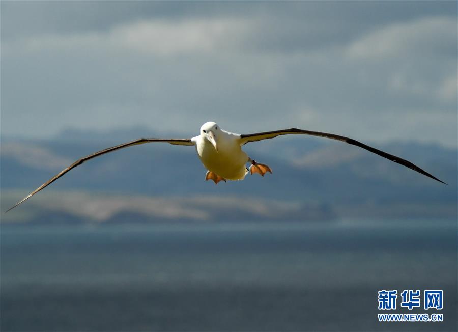 （國(guó)際&middot;圖文互動(dòng)）（2）通訊：探訪新西蘭泰厄羅阿角信天翁之家