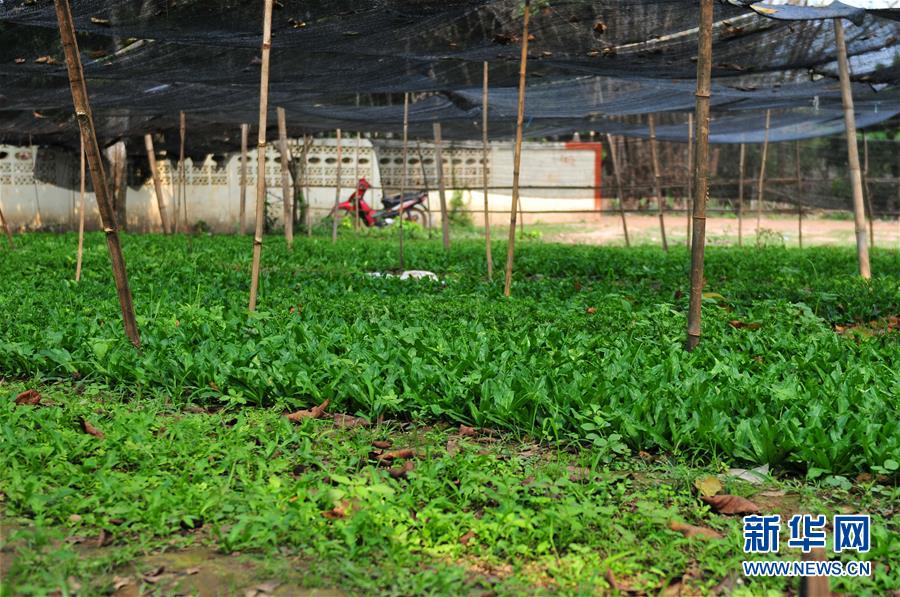 (國際·“一帶一路”高峰論壇·圖文互動)(3)蔬菜基地誕生記——中國技術(shù)讓老撾首都郊區(qū)農(nóng)戶受益匪淺