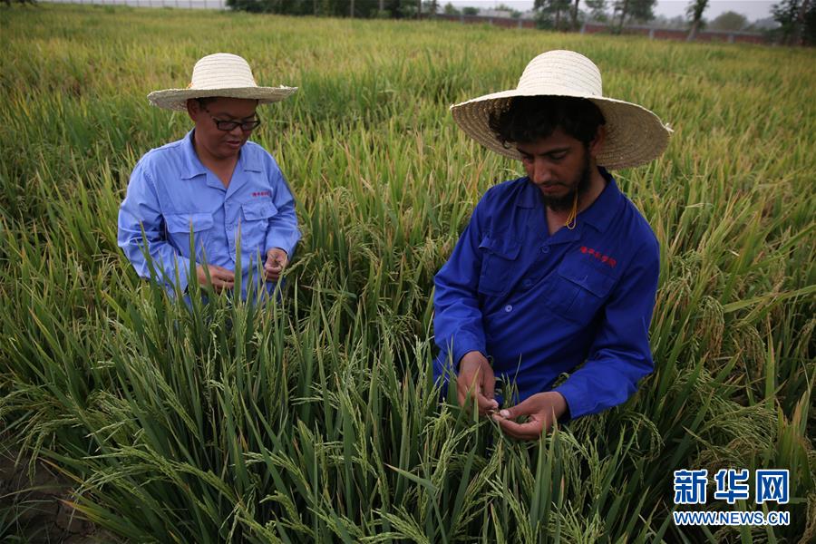 （國(guó)際&middot;圖文互動(dòng)）（1）通訊：達(dá)則兼濟(jì)天下&mdash;&mdash;記在巴基斯坦教授雜交水稻技術(shù)的中國(guó)專(zhuān)家