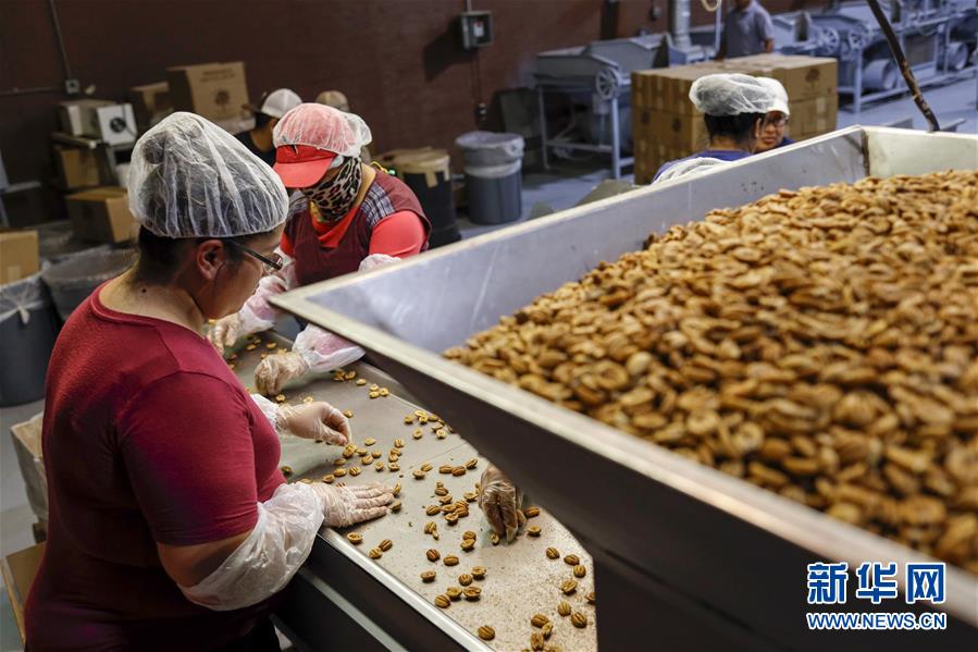 （國(guó)際&middot;圖文互動(dòng)）（7）通訊：期待美中盡早達(dá)成貿(mào)易協(xié)議&mdash;&mdash;颶風(fēng)和關(guān)稅夾擊下的美國(guó)山核桃種植戶盼重回中國(guó)市場(chǎng)