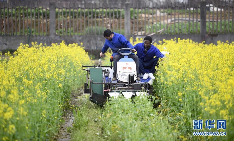 （在習(xí)近平新時(shí)代中國(guó)特色社會(huì)主義思想指引下&mdash;&mdash;新時(shí)代新作為新篇章&middot;總書(shū)記關(guān)切開(kāi)放事&middot;圖文互動(dòng)）（10）來(lái)中國(guó)&ldquo;學(xué)種地&rdquo;的&ldquo;洋學(xué)生&rdquo;