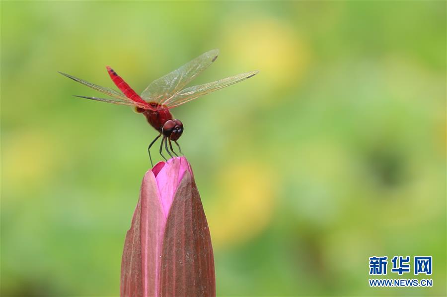 （國際&middot;年終報道）（7）2019，精&ldquo;彩&rdquo;紛呈