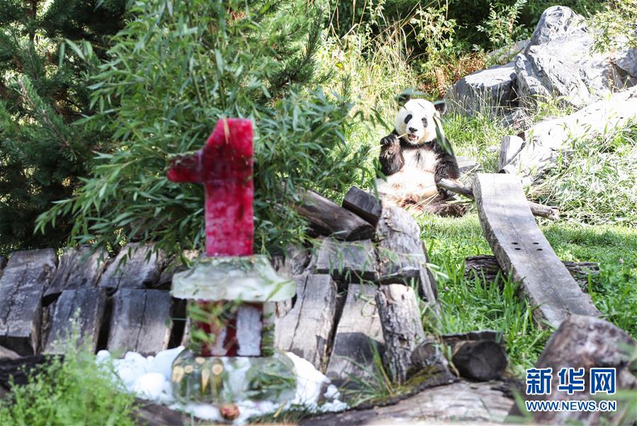 （國(guó)際）（3）德國(guó)柏林動(dòng)物園為大熊貓雙胞胎慶生