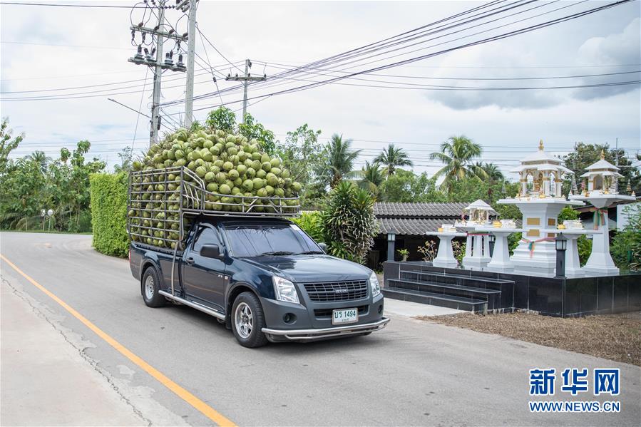 （第三屆進(jìn)博會&middot;圖文互動(dòng)）（1）通訊：椰香飄進(jìn)進(jìn)博會 市場開放共繁榮&mdash;&mdash;一名泰國椰商的心聲