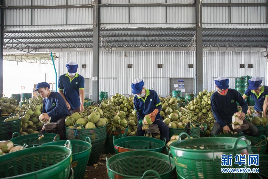 （第三屆進(jìn)博會&middot;圖文互動(dòng)）（3）通訊：椰香飄進(jìn)進(jìn)博會 市場開放共繁榮&mdash;&mdash;一名泰國椰商的心聲