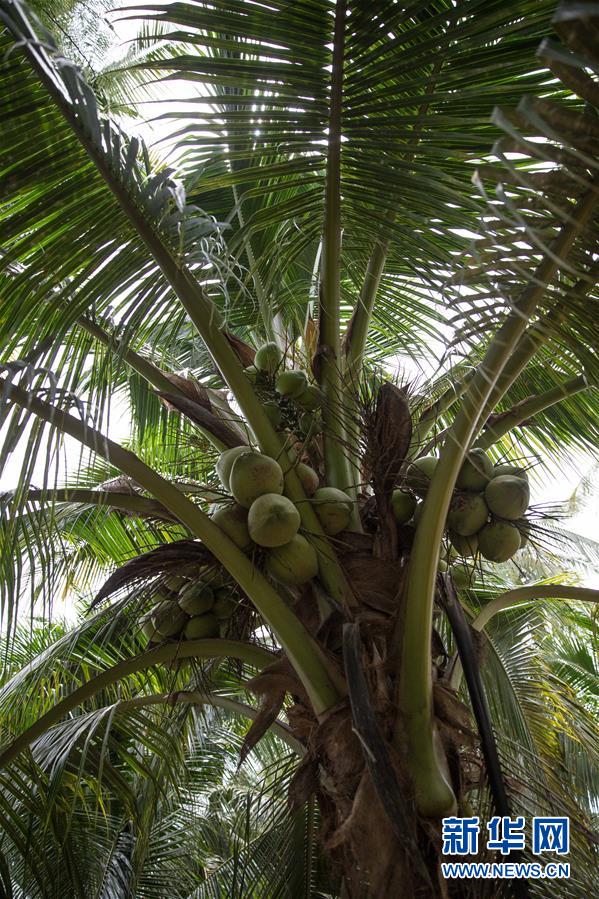 （第三屆進(jìn)博會&middot;圖文互動(dòng)）（6）通訊：椰香飄進(jìn)進(jìn)博會 市場開放共繁榮&mdash;&mdash;一名泰國椰商的心聲