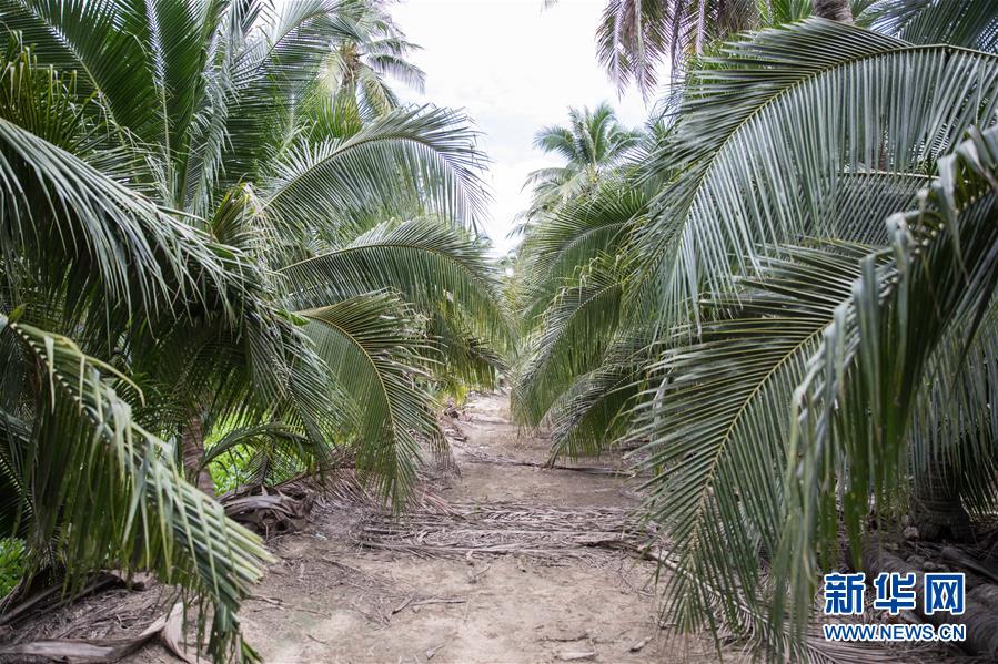 （第三屆進(jìn)博會&middot;圖文互動(dòng)）（7）通訊：椰香飄進(jìn)進(jìn)博會 市場開放共繁榮&mdash;&mdash;一名泰國椰商的心聲