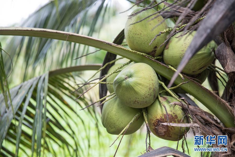 （第三屆進(jìn)博會&middot;圖文互動(dòng)）（8）通訊：椰香飄進(jìn)進(jìn)博會 市場開放共繁榮&mdash;&mdash;一名泰國椰商的心聲