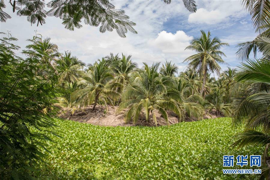 （第三屆進(jìn)博會&middot;圖文互動(dòng)）（9）通訊：椰香飄進(jìn)進(jìn)博會 市場開放共繁榮&mdash;&mdash;一名泰國椰商的心聲