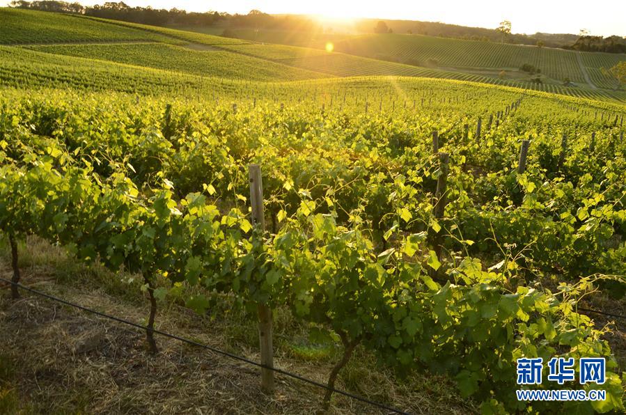 （第三屆進(jìn)博會&middot;圖文互動(dòng)）（1）專訪：進(jìn)博會是了解中國市場的好機(jī)會&mdash;&mdash;訪澳大利亞諾瓦維塔葡萄酒集團(tuán)創(chuàng)始人卡臣