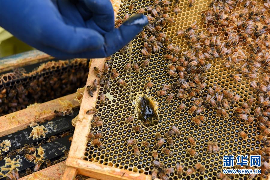 （第三屆進(jìn)博會(huì)&middot;圖文互動(dòng)）（6）通訊：新西蘭的進(jìn)博會(huì)味道，甜