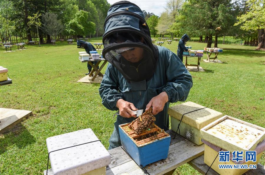 （第三屆進博會&middot;圖文互動）（7）通訊：新西蘭的進博會味道，甜