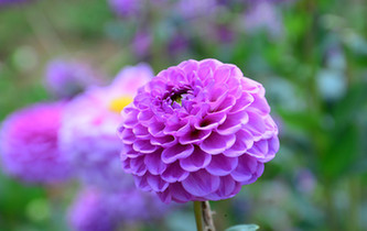 宛如童話世界！昆明撈魚河濕地公園8萬株大麗花綻放