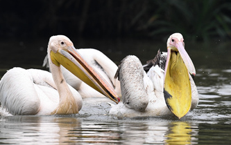 白鵜鶘&ldquo;作客&rdquo;?？? />  
<div>白鵜鶘“作客”?？?/div>
</a>
<a href=