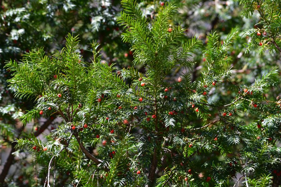 時(shí)隔40多年，我國再度發(fā)現(xiàn)珍稀瀕危植物密葉紅豆杉種群