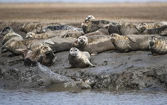 斑海豹洄游棲息遼河入?？? />  
<div>斑海豹洄游棲息遼河入海口</div>
</a> 
</div>
<div   id=