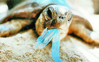 你隨手一扔，也許就毀掉它們的一生！