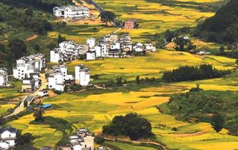 &ldquo;最美鄉(xiāng)村&rdquo;豐收圖美如畫卷